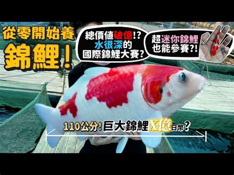 屬兔的方位 龍錦魚